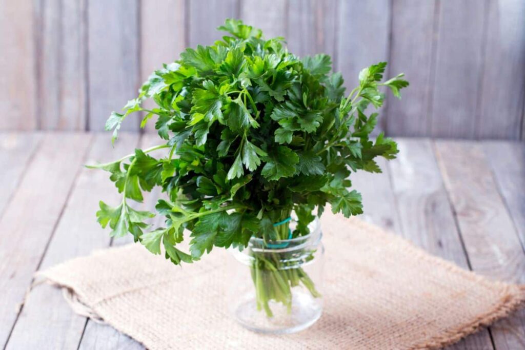 cilantro vs parsley